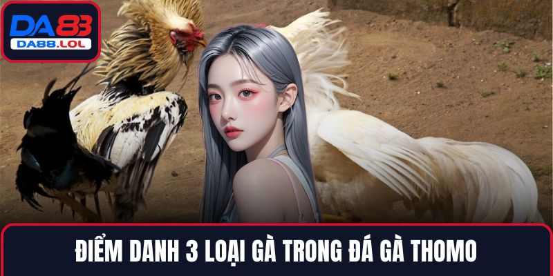 Điểm danh 3 loại gà trong đá gà thomo