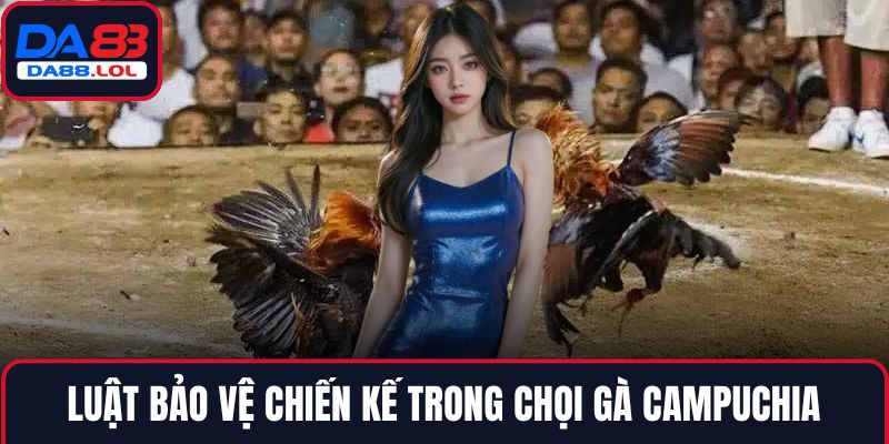 Luật bảo vệ chiến kế trong chọi gà Campuchia