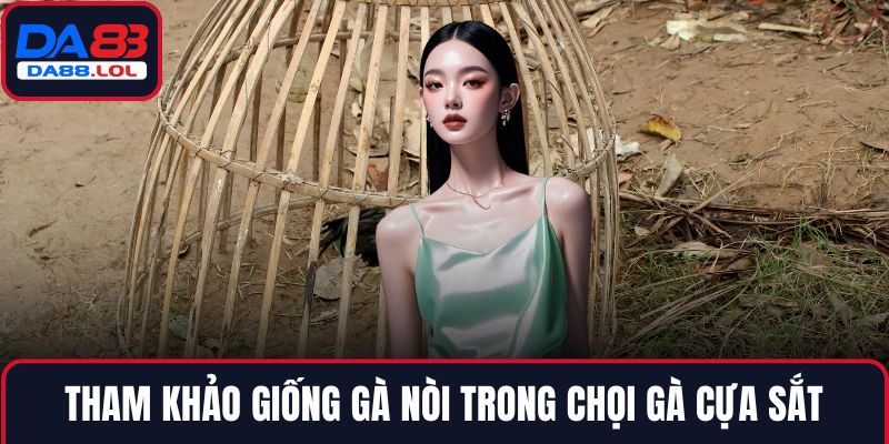 Tham khảo giống gà nòi trong chọi gà cựa sắt