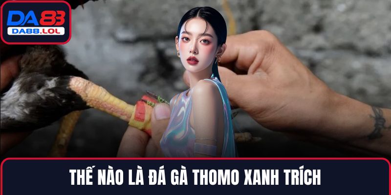 Thế nào là đá gà thomo xanh trích